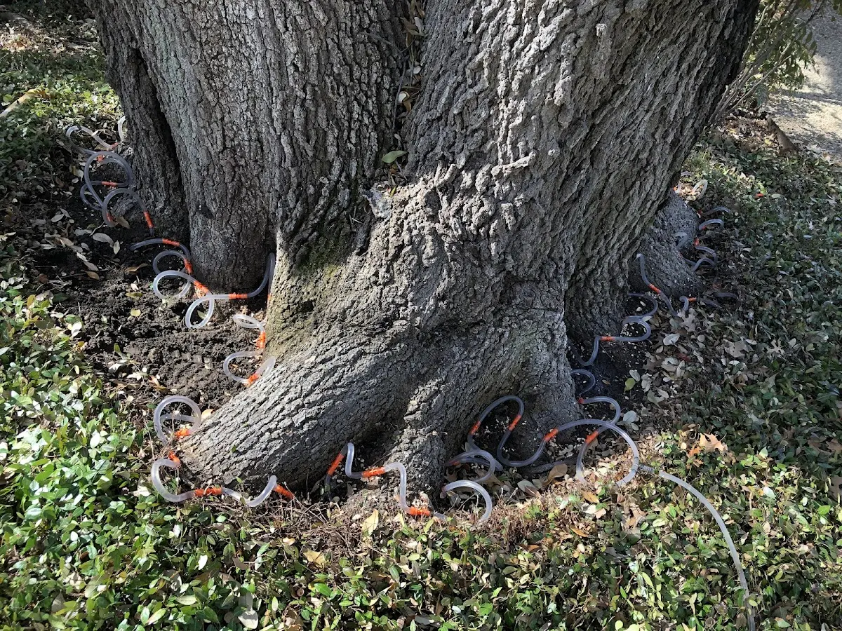 Detailed Tree Cabling and Bracing job site in Grand Forks Afb