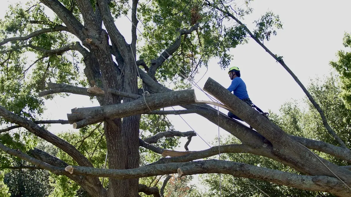 Professional Crown Thinning performed by certified arborists in Grand Forks Afb