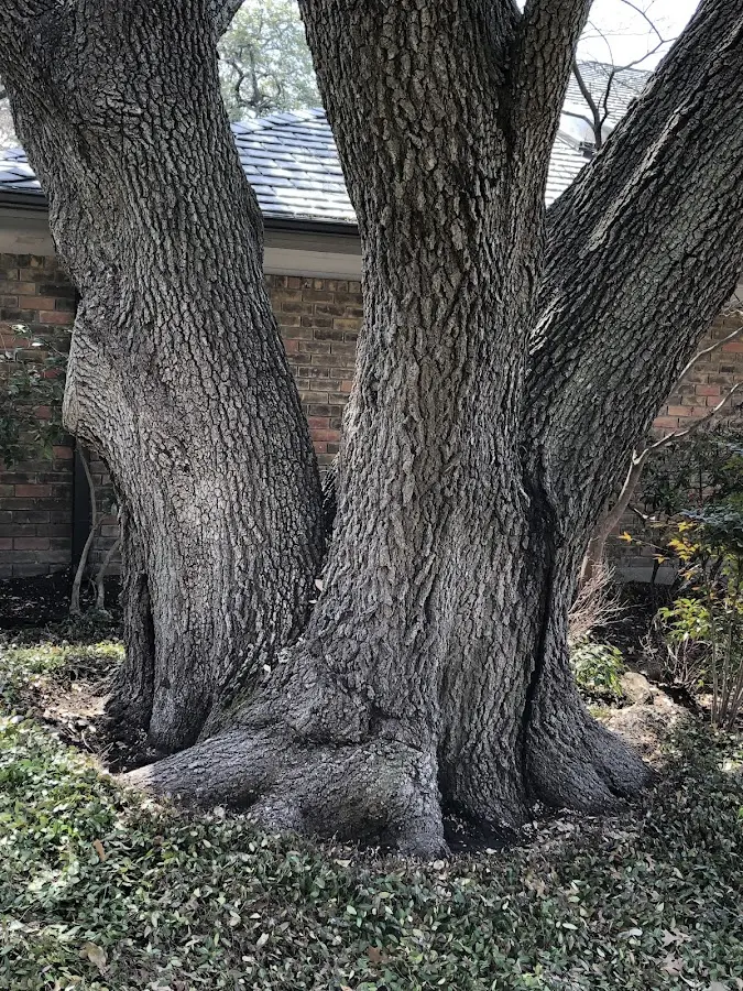 Mature heritage tree close to a Grand Forks Afb property cared for by certified arborists
